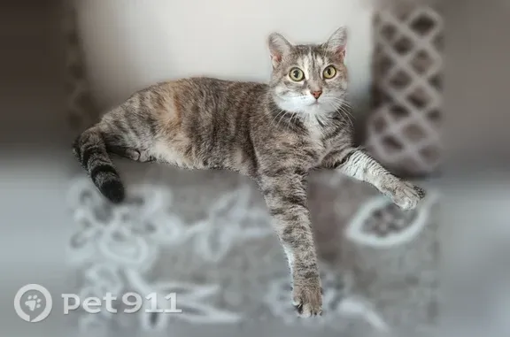 Объявления о пропавших и найденных животных, Тобольск, фото: Пропала кошка, Тобольск, Никитина, д. 6а — 10 лет, серый окрас