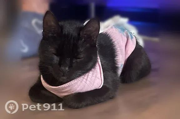 Пропала кошка, Рязань, Пирогова, д. 4 — тёмного цвета, в голубой повязке - photo