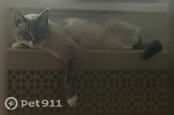 Кошки потеряшки, Поворино, фото: Потеряшка кошка, Поворино, Лесозащитная, д. 37 — ласковая, очень пушистая