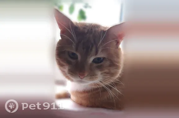 Пропала кошка, Ивантеевка, Большая кольцевая — рыжая, пугливая - photo