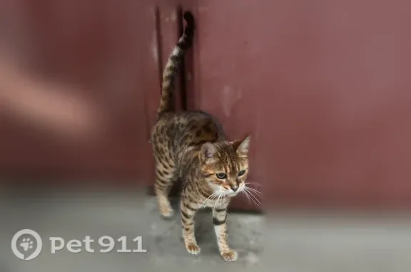 Найдена кошка, Бронницы, фото: Найдена кошка, Бронницы, Советская, д. 138а — бенгальская, зелёные глаза