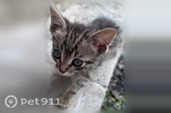 Кошка ищет дом, Село Костино (г Дмитров), Дмитров — подкинули котят, обработаны от паразитов - photo