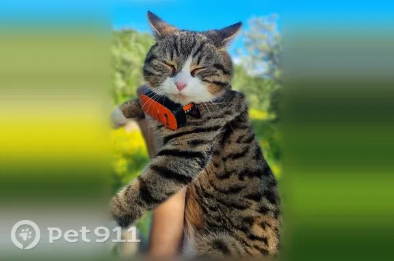 Пропала кошка, Кола, Строительная, Кола — с серым ошейником - photo
