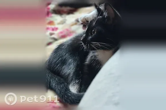Объявления о пропавших и найденных животных, Москва, фото: Найдена кошка, Подъёмная, Москва — испуганная, но ручная