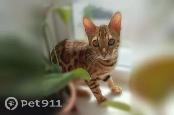 Пропала кошка, Сыктывкар, Коммунистическая, д. 62 — бенгальский котёнок, отзывается на кличку - photo