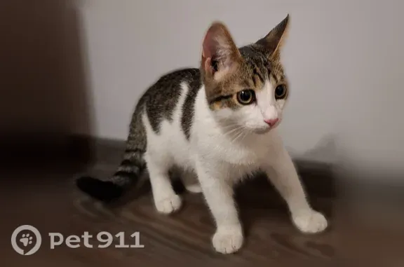 Найдена кошка, Волгоград, фото: Найдена кошка, Район Кировский (г Волгоград), им. Кирова, д. 136, Волгоград — бело-коричневый котёнок, мальчик, 3–4 месяца