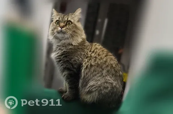 Пропала кошка, Территория снт Восход-3 (м-в Восход), Черемушки, д. 63, Восход Василеостровского Района — пугливая - photo