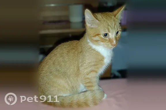 Объявления о пропавших и найденных животных, Чайковский, фото: Найдена кошка, Чайковский — рыжий котёнок с белой манишкой и лапками