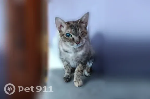 Пропала кошка, Елизово, Школьная, д. 10 — пугливая, с одним глазом - photo