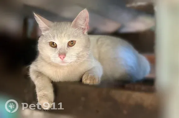 Пропала кошка, Павлово, Кольцова, д. 30 — турецкая ангора, стерилизована, белая - photo