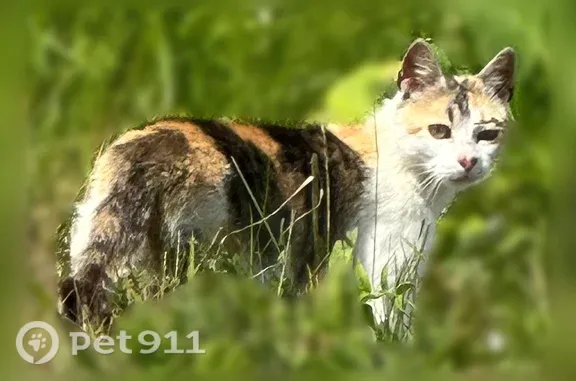 Объявления о пропавших и найденных животных, , фото: Найдена кошка, Деревня Криушино, поворот на Щиглицы — в руки не даётся, очень худая