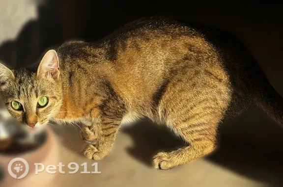 Пропала кошка, Сарапул — худая, длинная, хвост немного откусан - photo