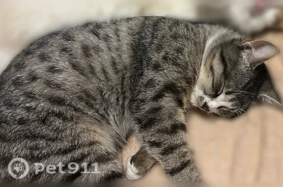 Пропала кошка, Феодосия, Симферопольское, д. 24Б — серый кот, хорошо откликается на кличку - photo