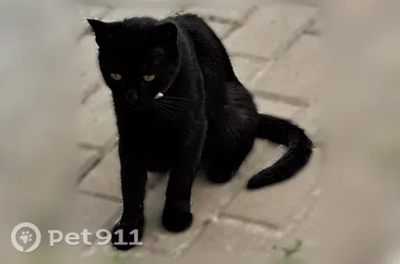 Найдена кошка, Самара, фото: Найдена кошка, Спортивная, д. 17, Самара — розовый ошейник