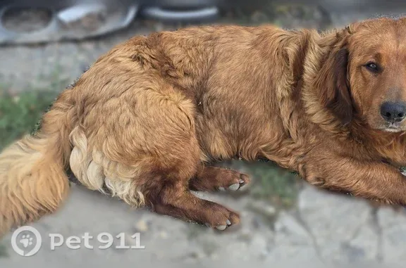 Объявления о пропавших и найденных животных, Ростов-на-Дону, фото: Найдена собака, Ростов-на-Дону, Черевичкина, д. 91 — рыжий окрас, короткие лапки