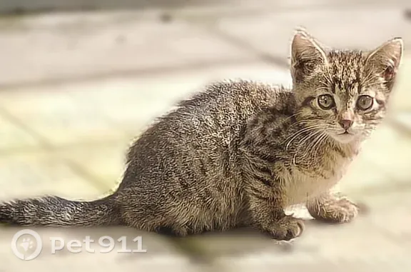 Объявления о пропавших и найденных животных, Москва, фото: Найдена кошка, Район Свиблово (г Москва), Уржумская, д. 4 3, Москва — котёнок, пугливый