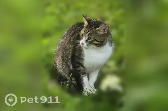 Найдена кошка, Село Паша, Паша — бело-серый кот, сидел на обочине трассы - photo
