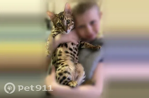 Пропала кошка, Район Краснооктябрьский (г Волгоград), д. 77, Волгоград — домашний кот, 4 года - photo