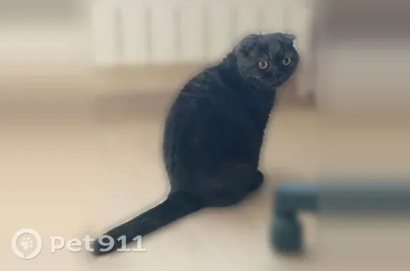 Пропала кошка, Волжский, Грушевая — черная, 12 лет - photo