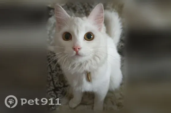 Пропала кошка, Район Октябрьский (г Улан-Удэ), Строителей, д. 68, Улан-Удэ — полностью белая, с красным ошейником и адресником - photo