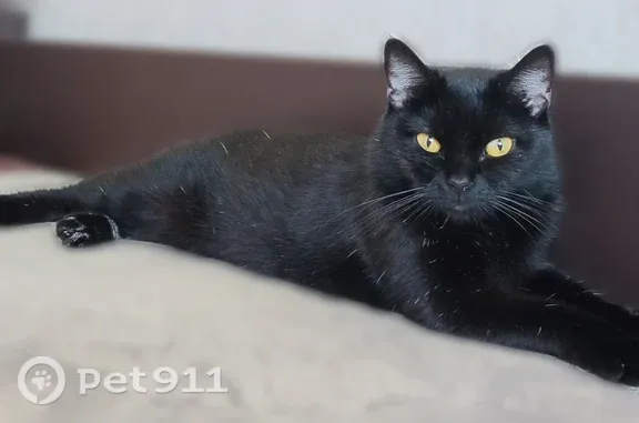 Найдена кошка, Великий Новгород, фото: Найдена кошка, Великий Новгород, Мира, д. 4 — чёрная с белыми шерстинками, ходит в лоток