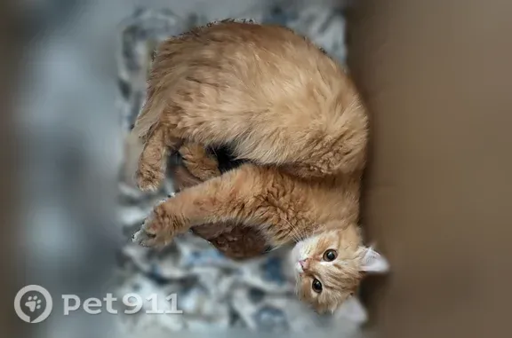 Пропала кошка, Кыштым, Клима Косолапова — ушки твёрдые - photo