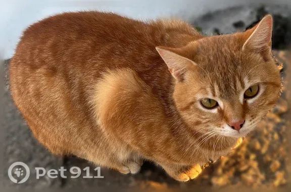 Пропала кошка, Бобров, Парижской Коммуны, д. 81, Бобров — рыжий кот, крупный, с серым ошейником - photo
