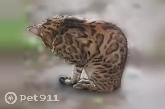 Найдена кошка, Лотошино, фото: Найдена кошка, Деревня Воробьево (пгт Лотошино), Лотошино — бенгальская, людей боится