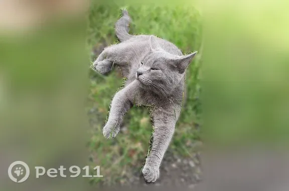 Пропала кошка, Кузнецк, Октябрьская, д. 129, Кузнецк — серый ошейник от блох - photo