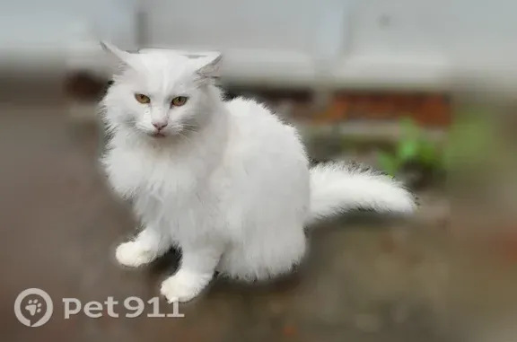 Найдена кошка, Владимир, фото: Найдена кошка, Нижняя Дуброва, д. 28, Владимир