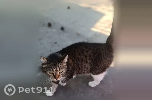 Объявления о пропавших и найденных животных, Ноябрьск, фото: Найдена кошка, Ноябрьск, Интернационалистов, д. 33