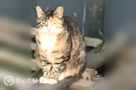 Найдена кошка, Северодвинск, фото: Найдена кошка, Северодвинск, Портовая, д. 1 — ручная, с котенком