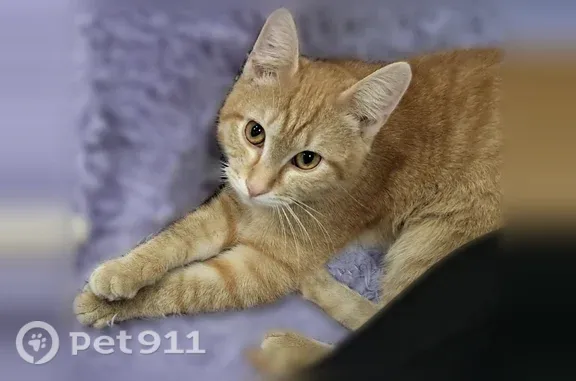 Пропала кошка, Таганская, д. 52, Екатеринбург — ярко-рыжий котёнок-подросток - photo