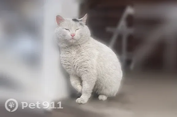 Пропала кошка, Территория Новая Поварня (деревня Поварня) — белая с чёрными пятнышками по голове - photo