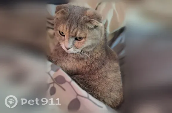 Пропала кошка, Котовского, Пенза - photo