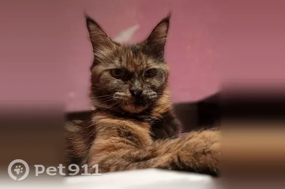 Пропала кошка, Самара, Товарная, д. 5 — длинношёрстная - photo