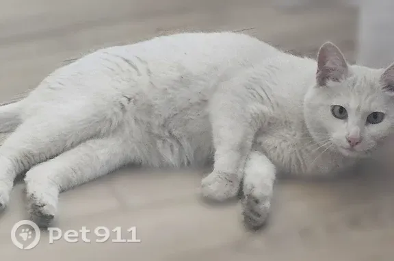Пропала кошка, Район Кировский (г Уфа), Прибельская, д. 32, Уфа — белая, светло-зелёные глаза - photo