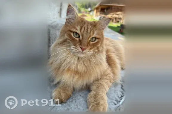 Пропала кошка, Поселок Каменка, Лесная, д. 19 — помесь мейнкуна и сибирской кошки - photo
