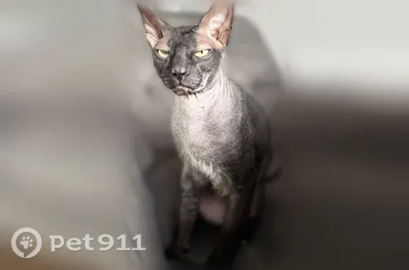 Пропала кошка, Коркино — чёрная - photo