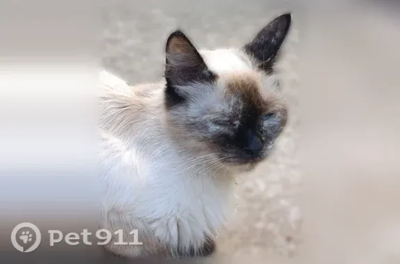 Пропала кошка, Район Ленинградский (г Калининград), 9 Апреля, д. 5А, Калининград — убежала в сторону Клинической - photo