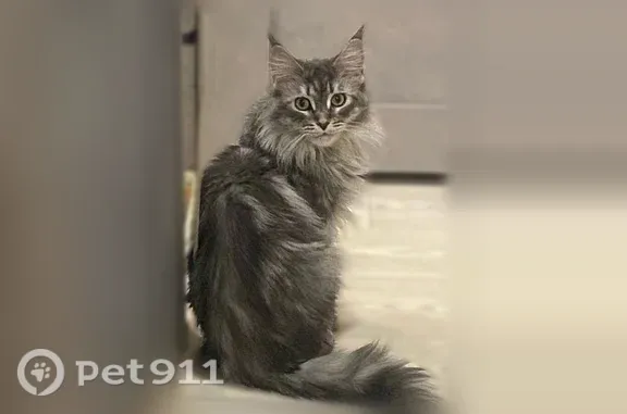 Пропала кошка, Доброхотова, д. 20, Ярославль — выпала из окна - photo