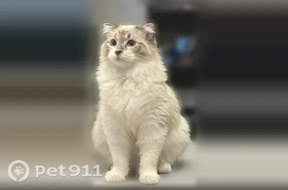 Пропала кошка, Междуреченская, Невинномысск — кончик хвоста поломанный - photo