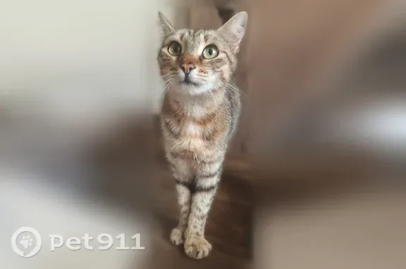 Кошки потеряшки, , фото: Найдена кошка, Хутор Шунтук, Шоссейная
