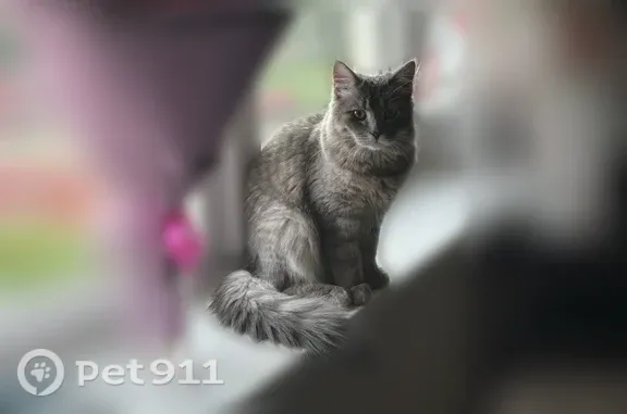 Пропала кошка, Петрозаводск, Машезерская, д. 48А — серый, пушистый хвостик, ласковый котик - photo