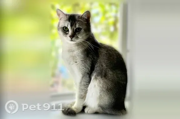 Пропала кошка, Новая, Усть-Лабинск — британская шиншилла, светло-серый окрас, небольшие ранки на голове - photo