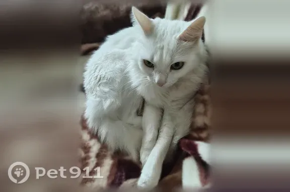 Пропала кошка, Миасс, МЖК, д. 2 — полностью белая, худой, пугливый - photo