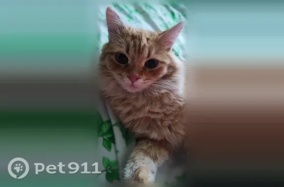 Найдена кошка, Саранск, фото: Найдена кошка, Саранск, Лихачева, д. 42 — рыжий кот-подросток, домашний, приучен к лотку