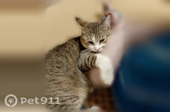 Пропала кошка, Заречный, Заречная, д. 22 — камышовая, с белой грудкой и лапками - photo