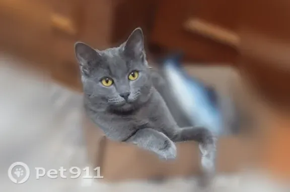 Пропала кошка, Никиты Головни, д. 5/47, Ржев — полностью серый, упитанный британец - photo