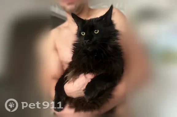 Кошки потеряшки, Ваганово, фото: Потеряшка кошка, Массив Ваганово, Ваганово — чёрный кот, метис мейн-куна